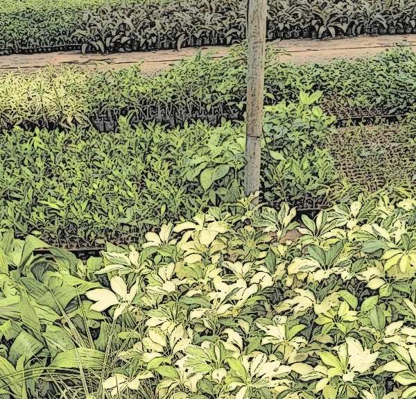 Punganur Acclimatization & Living Wall Farm